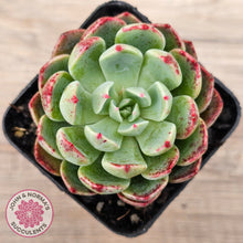 Load image into Gallery viewer, Echeveria &#39;Nanahukumini&#39;
