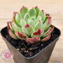 Load image into Gallery viewer, Echeveria &#39;Nanahukumini&#39;
