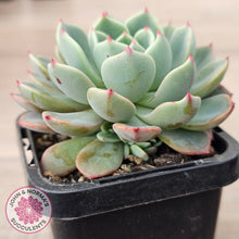 Load image into Gallery viewer, Echeveria 'Nanahukumini'
