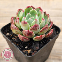Load image into Gallery viewer, Echeveria &#39;Nanahukumini&#39;
