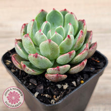 Load image into Gallery viewer, Echeveria &#39;Nanahukumini&#39;
