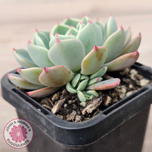 Load image into Gallery viewer, Echeveria 'Nanahukumini'
