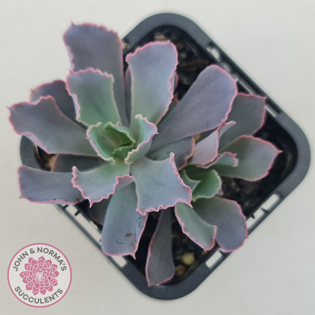 Echeveria 'Neon Breakers' | John & Norma's Succulents – John & Norma's ...