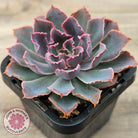 Echeveria 'Neon Breakers'