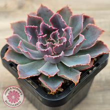 Load image into Gallery viewer, Echeveria 'Neon Breakers'
