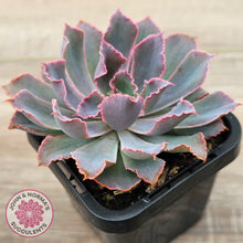 Load image into Gallery viewer, Echeveria 'Neon Breakers'
