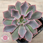 Echeveria 'Neon Breakers'