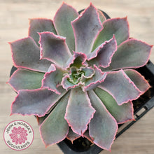 Load image into Gallery viewer, Echeveria 'Neon Breakers'
