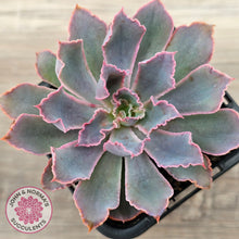 Load image into Gallery viewer, Echeveria 'Neon Breakers'

