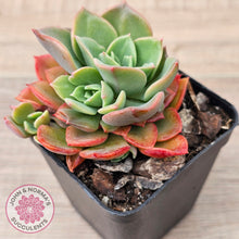 Load image into Gallery viewer, Echeveria &#39;Noble Red&#39;
