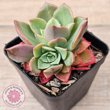 Load image into Gallery viewer, Echeveria &#39;Noble Red&#39;
