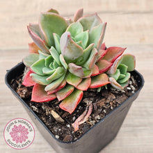 Load image into Gallery viewer, Echeveria &#39;Noble Red&#39;
