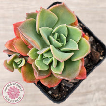 Load image into Gallery viewer, Echeveria &#39;Noble Red&#39;
