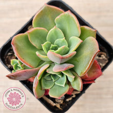 Load image into Gallery viewer, Echeveria &#39;Noble Red&#39;
