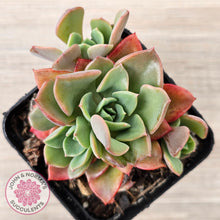 Load image into Gallery viewer, Echeveria &#39;Noble Red&#39;
