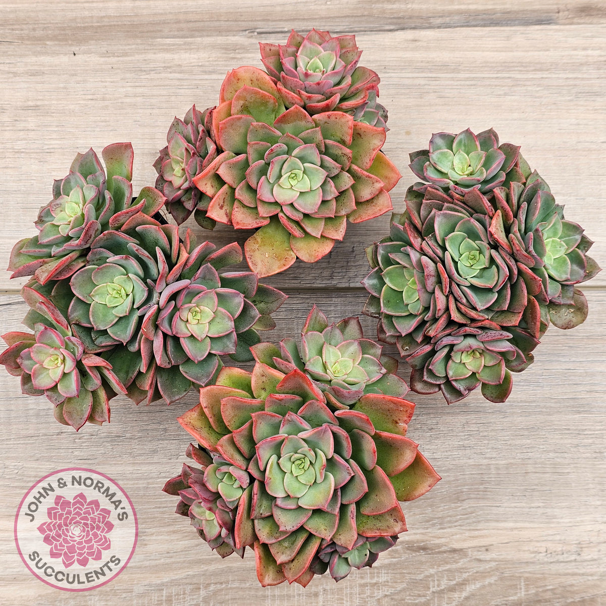 Echeveria 'Noble Red'
