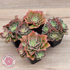 Echeveria 'Noble Red'