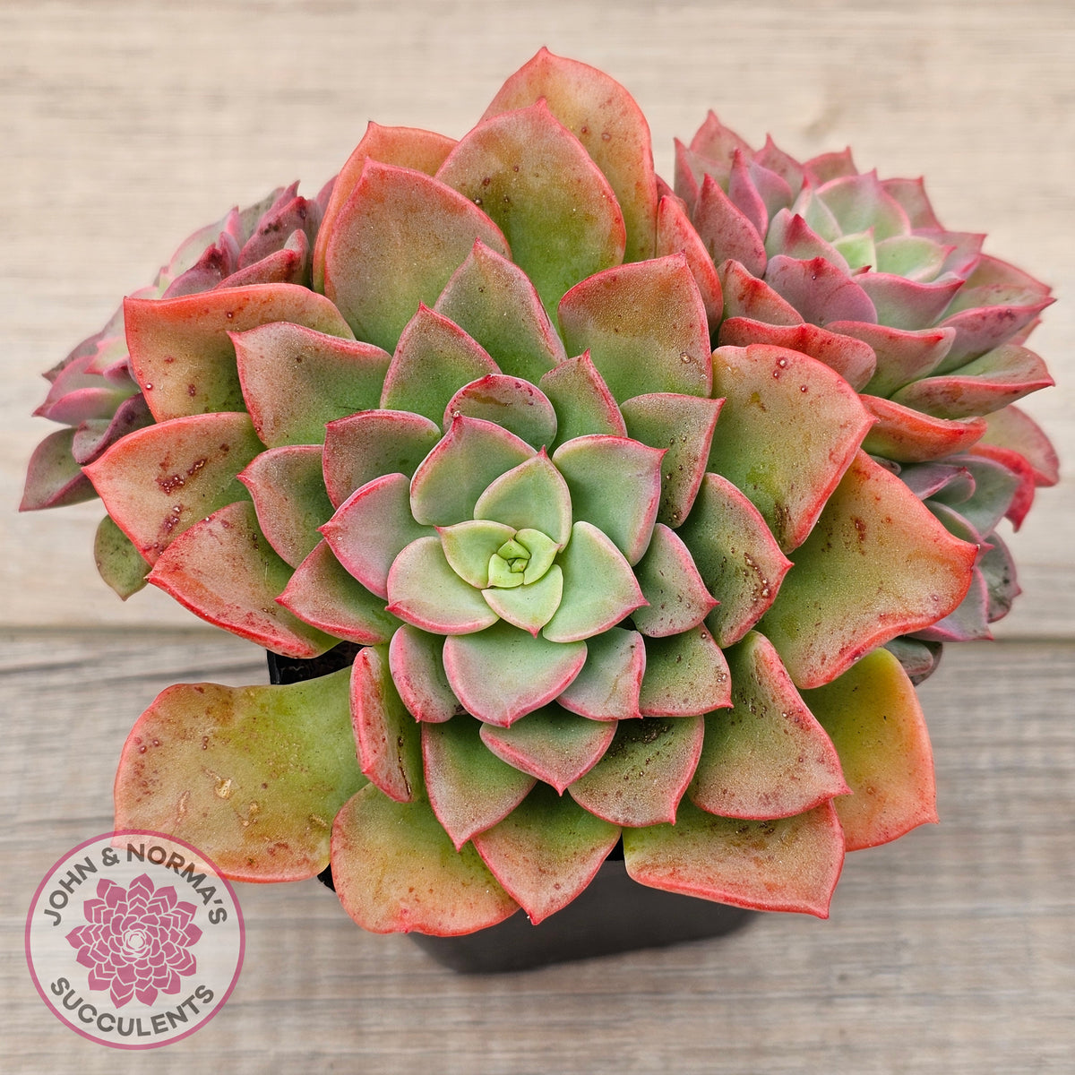Echeveria 'Noble Red'