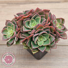Echeveria 'Noble Red'