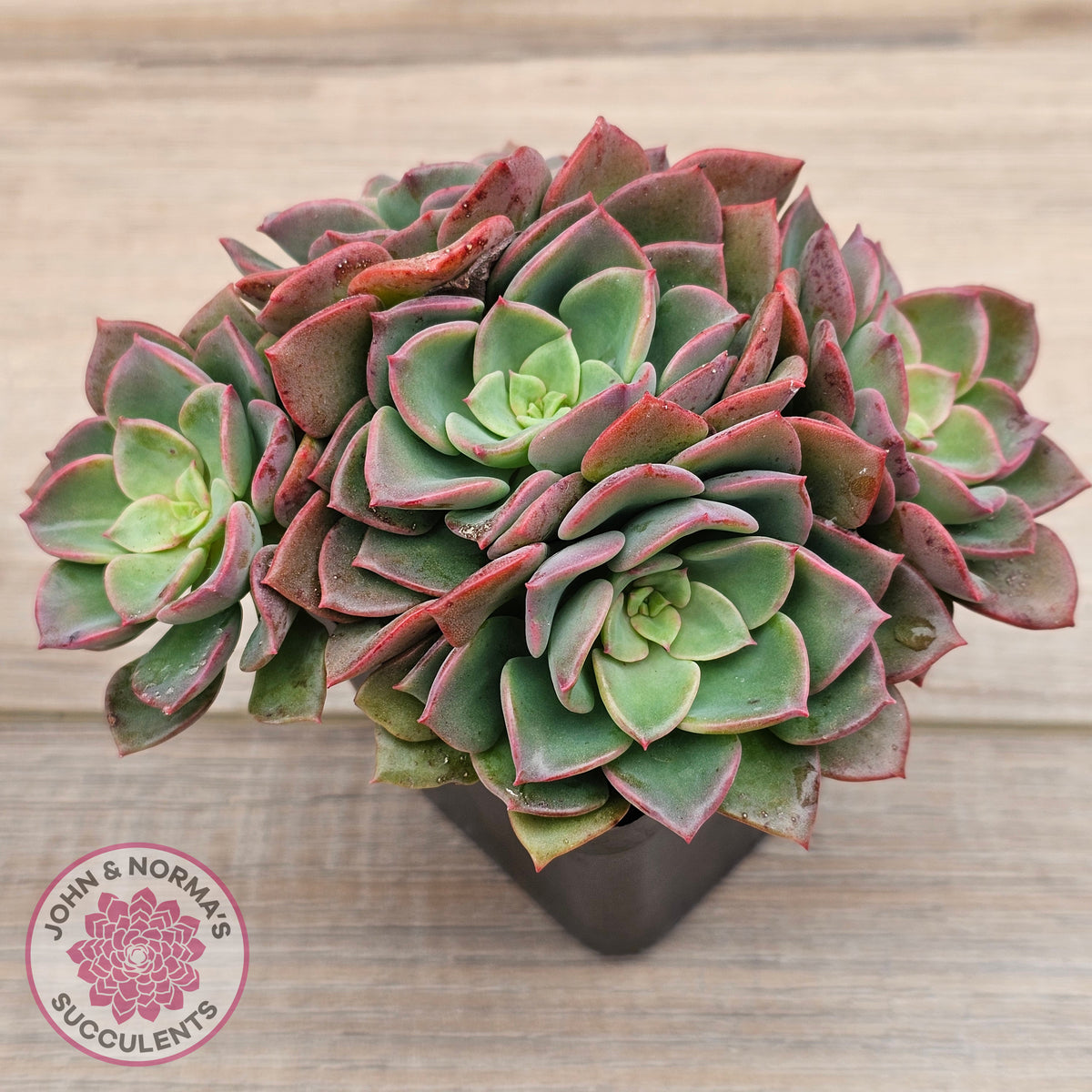 Echeveria 'Noble Red'