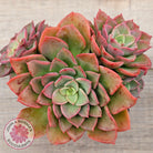 Echeveria 'Noble Red'