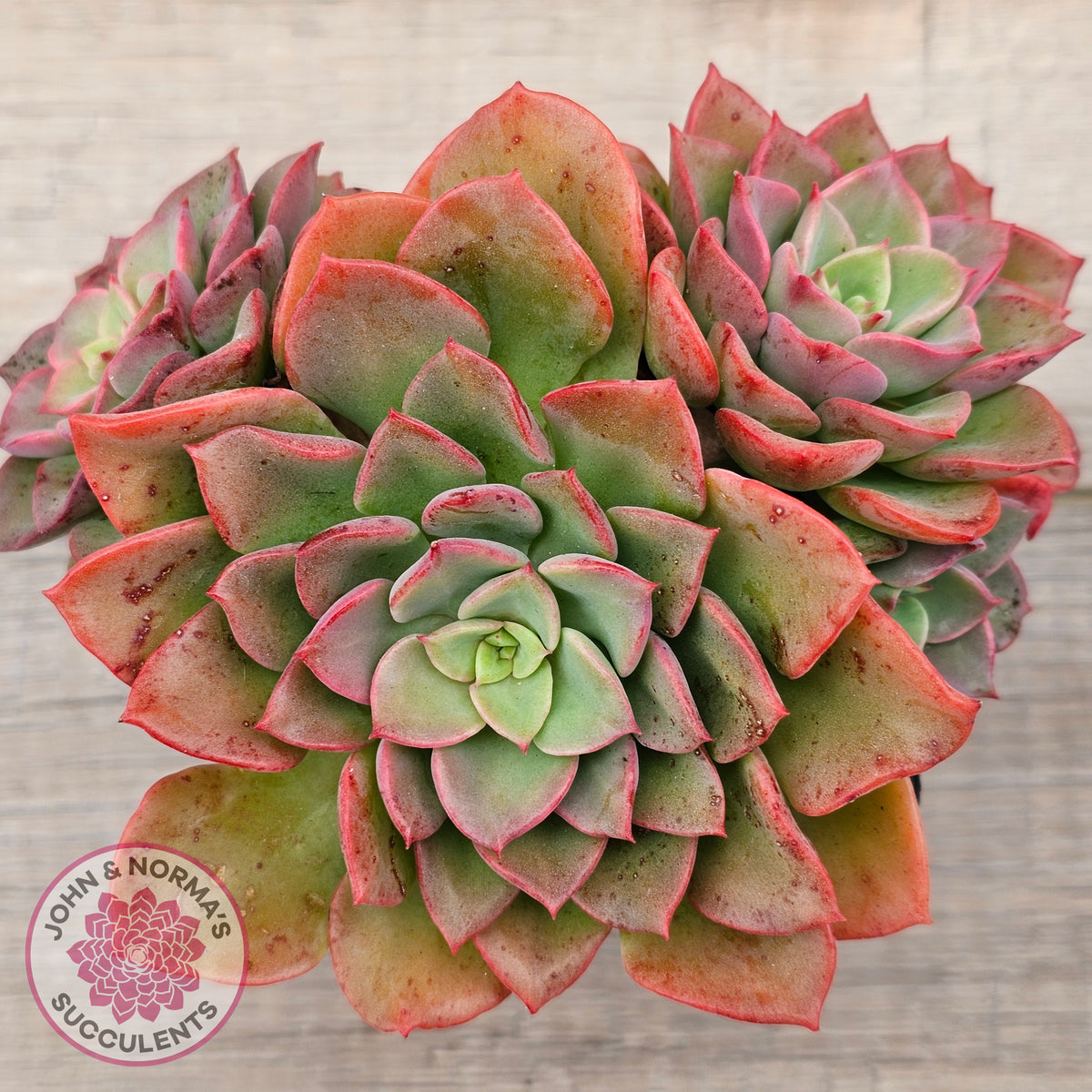 Echeveria 'Noble Red'