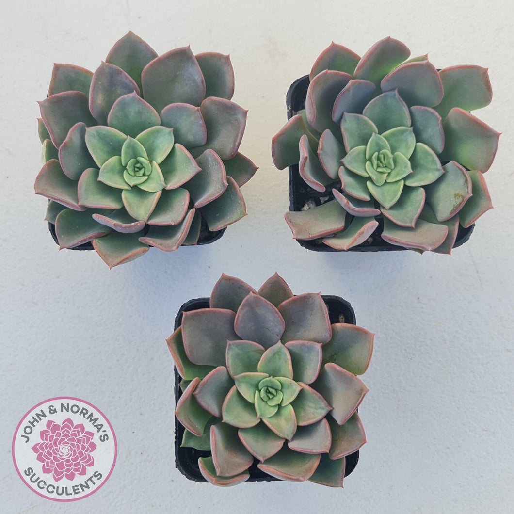 Echeveria 'Noble Red' - John & Norma's Succulents Australia