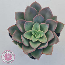 Load image into Gallery viewer, Echeveria &#39;Noble Red&#39; - John &amp; Norma&#39;s Succulents Australia
