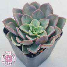 Load image into Gallery viewer, Echeveria &#39;Noble Red&#39; - John &amp; Norma&#39;s Succulents Australia
