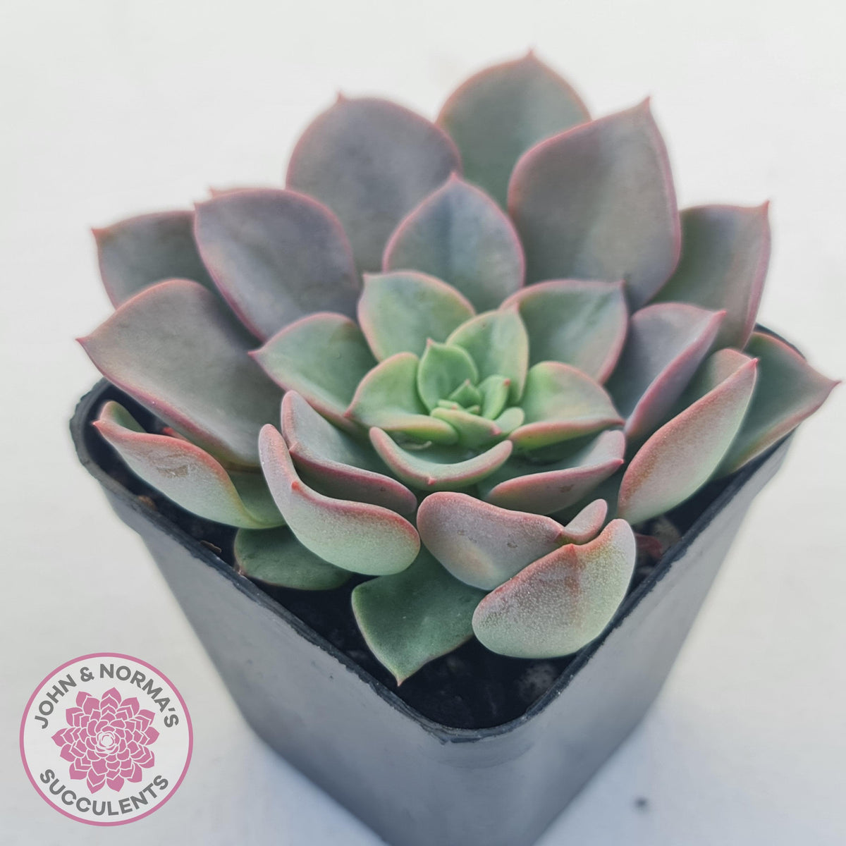Echeveria 'Noble Red'