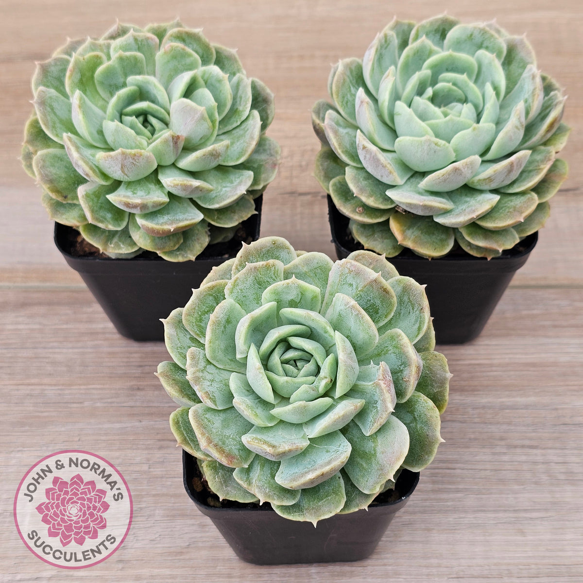 Echeveria 'Onslow' Monstrose