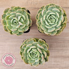 Echeveria 'Onslow' Monstrose