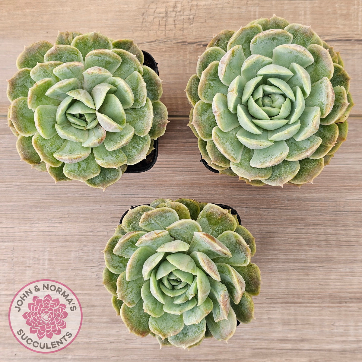 Echeveria 'Onslow' Monstrose
