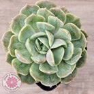 Echeveria 'Onslow' Monstrose