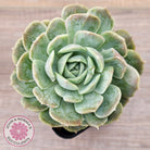Echeveria 'Onslow' Monstrose