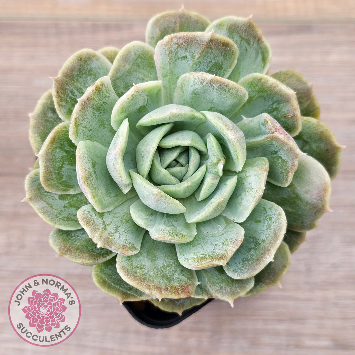 Echeveria 'Onslow' Monstrose