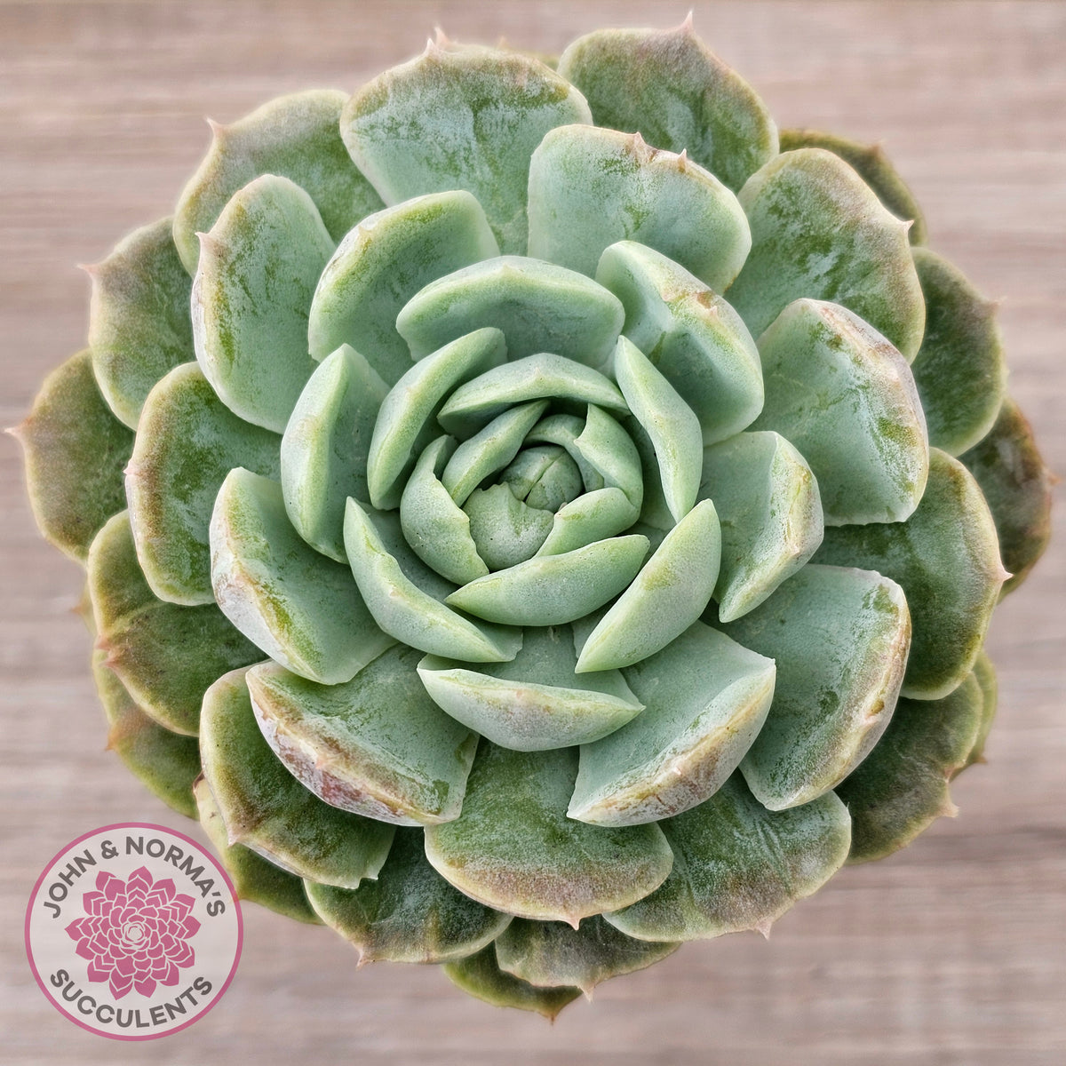 Echeveria 'Onslow' Monstrose