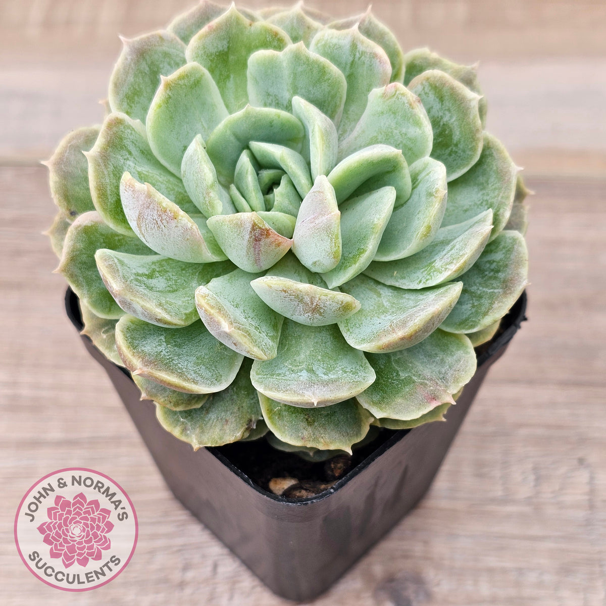 Echeveria 'Onslow' Monstrose