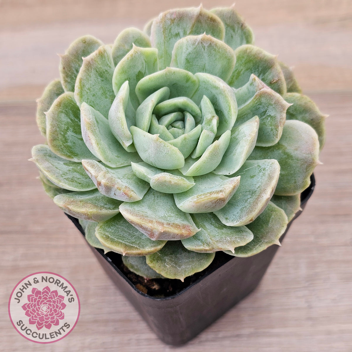 Echeveria 'Onslow' Monstrose