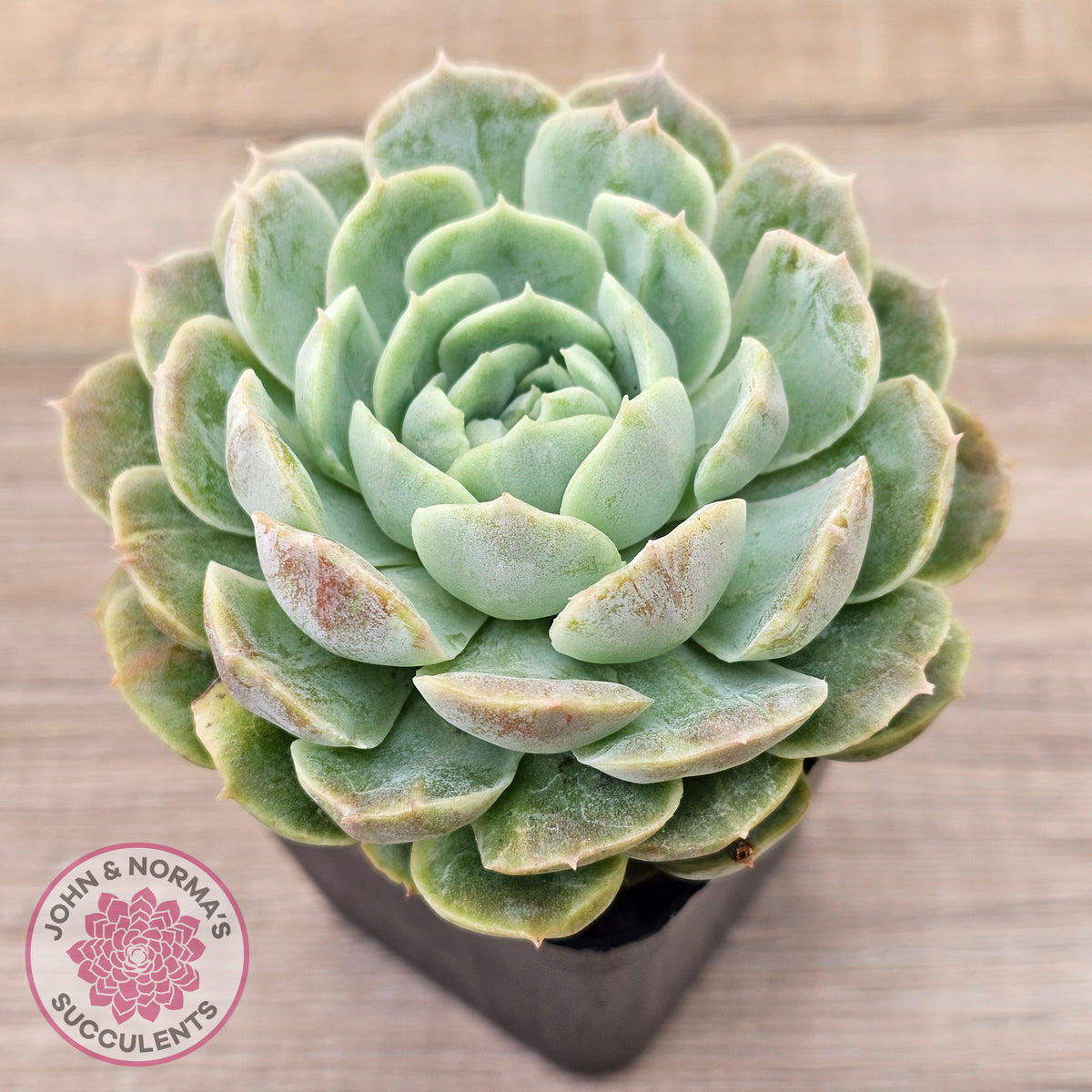 Echeveria 'Onslow' Monstrose