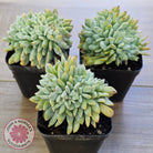 Echeveria Orange Monroe Crest