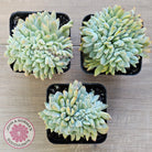 Echeveria Orange Monroe Crest