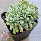 Echeveria Orange Monroe Crest