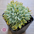 Echeveria Orange Monroe Crest