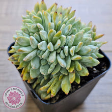 Load image into Gallery viewer, Echeveria Orange Monroe Crest
