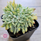 Echeveria Orange Monroe Crest