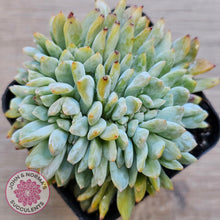 Load image into Gallery viewer, Echeveria Orange Monroe Crest
