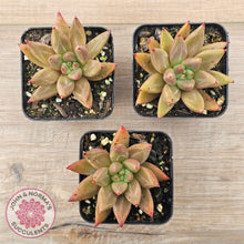 Load image into Gallery viewer, Echeveria Palpitation - Mr Haganes hybrid
