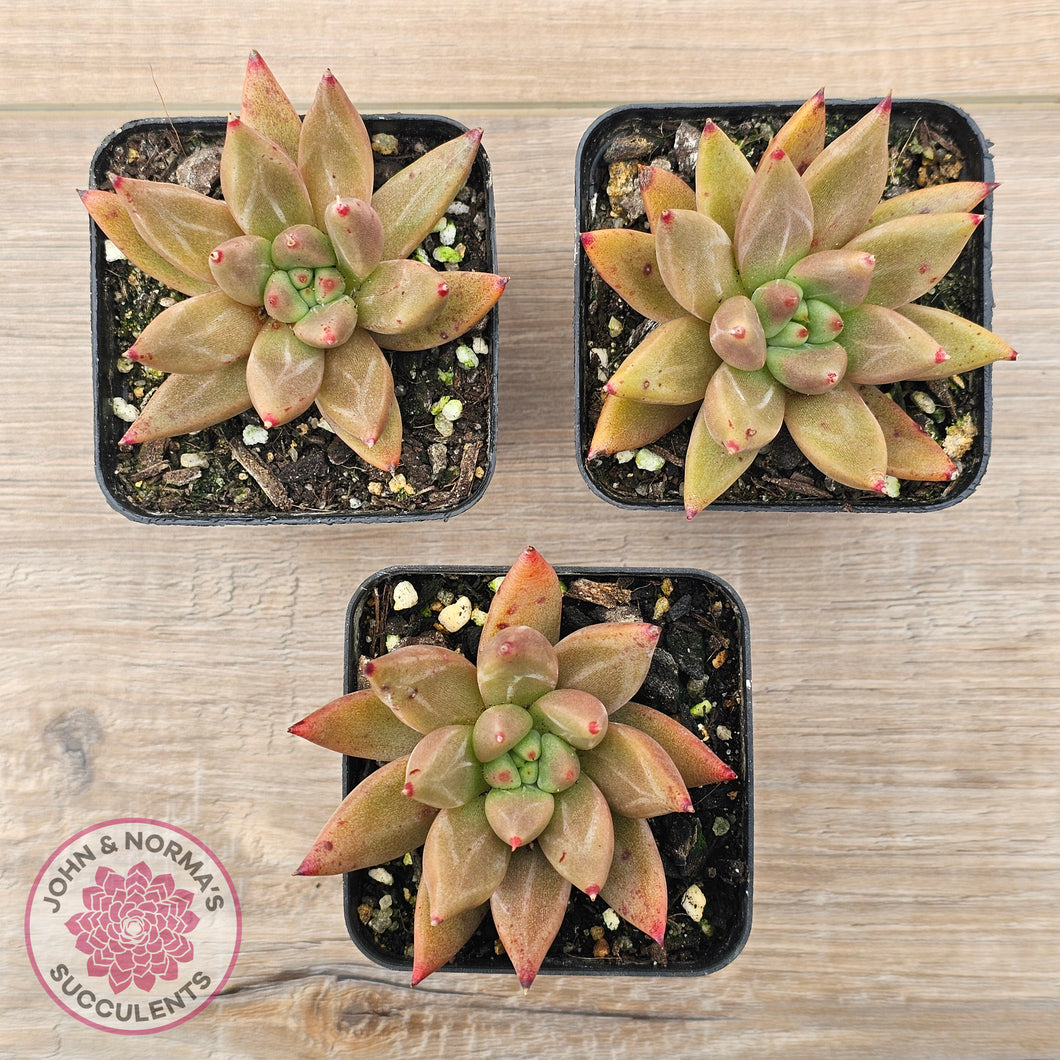 Echeveria Palpitation - Mr Haganes hybrid