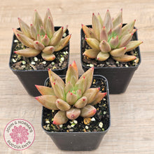 Load image into Gallery viewer, Echeveria Palpitation - Mr Haganes hybrid
